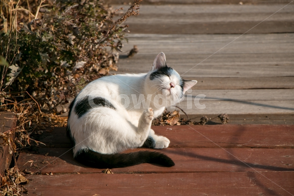 고양이,동물,애묘,귀여움,겨울,동물,animal,포유류,mammal,고양이,cat,kitten,kitty