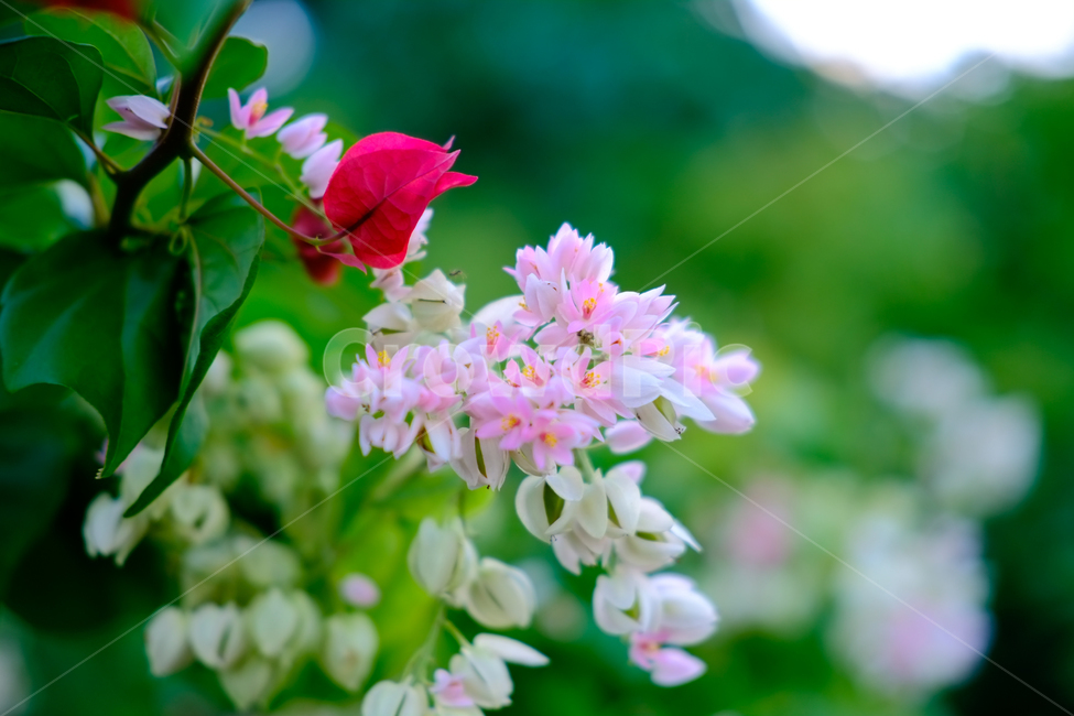 열대,꽃,열대꽃,괌,여행,식물,자연,plants,nature,꽃,flower