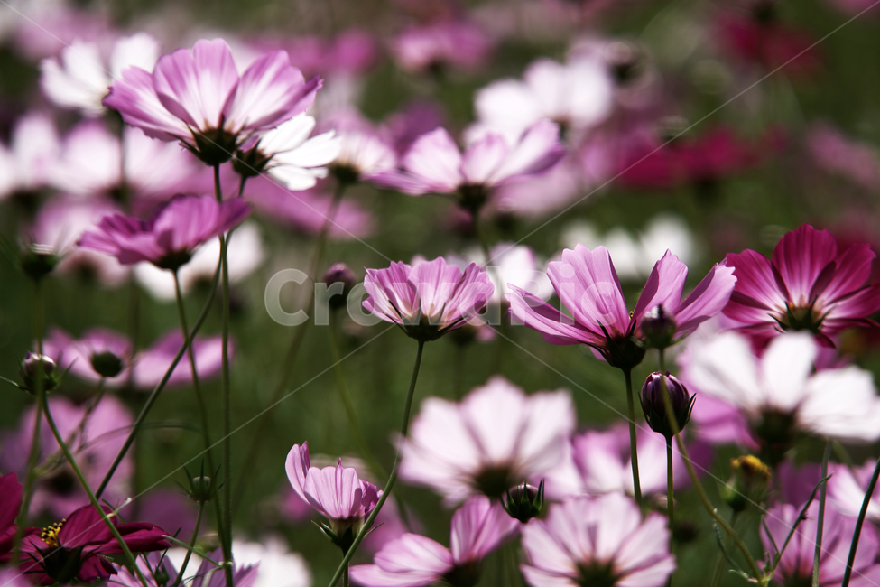 코스모스,꽃,식물,가을,계절,감성,자연,가을,계절,fall,autumn,season,식물,자연,plants,nature,꽃,flower,plant,blossom,petal,꽃잎,geranium,제라늄