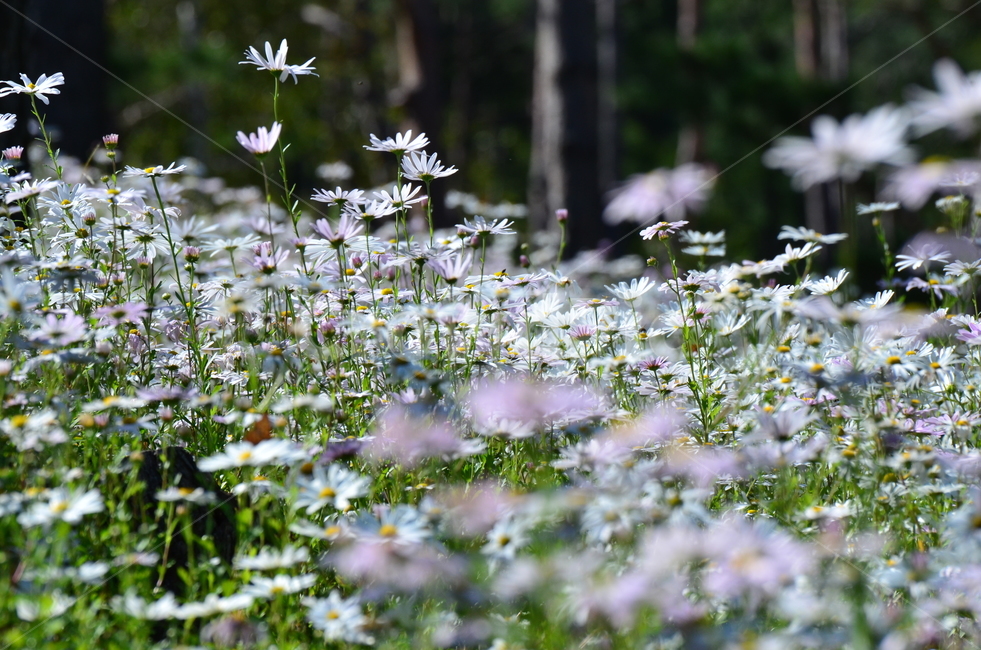 식물,꽃,구절초,산청구절초,가을꽃,식물,자연,plants,nature,꽃,flower