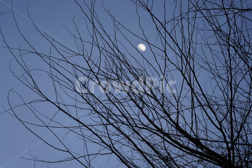nature,자연,tree,moon,outdoors,초저녁,evening,저녁