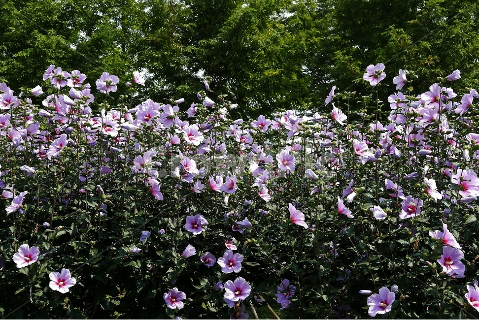 무궁화,무궁화꽃,나라꽃,국화,무궁화공원,background,바탕,배경,배경이미지,백그라운드,이미지,컨셉,오브젝트,아시아,대한민국,한국,동양,꽃,꽃밭,꽃잎,개화,식물,풀,야외,실외,풍경,경치,오후,낮,맑은,화창한,날씨,아름다운,예쁜,화사한,분홍,분홍색,분홍꽃,꽃가루,애국,만세,삼일절,광복절,개천절,6월,여름,보훈,한글,한국화,태극,잎,이파리,초록,녹색,초록색,공원,정원,하늘,푸른하늘,구름,식물,자연,plants,nature,꽃,flower