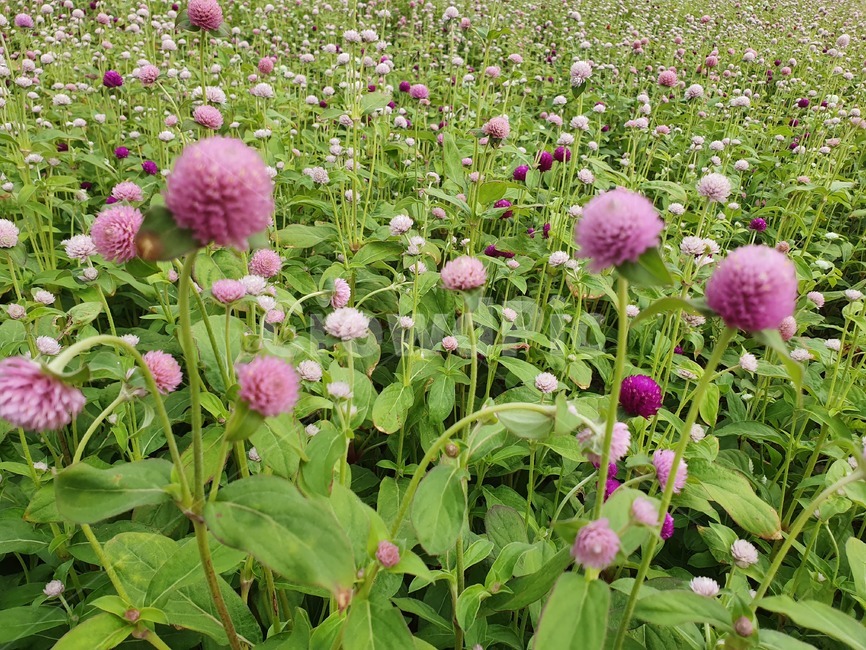 천일홍,식물,꽃,자연,flower,식물,자연,plants,nature,꽃,flower
