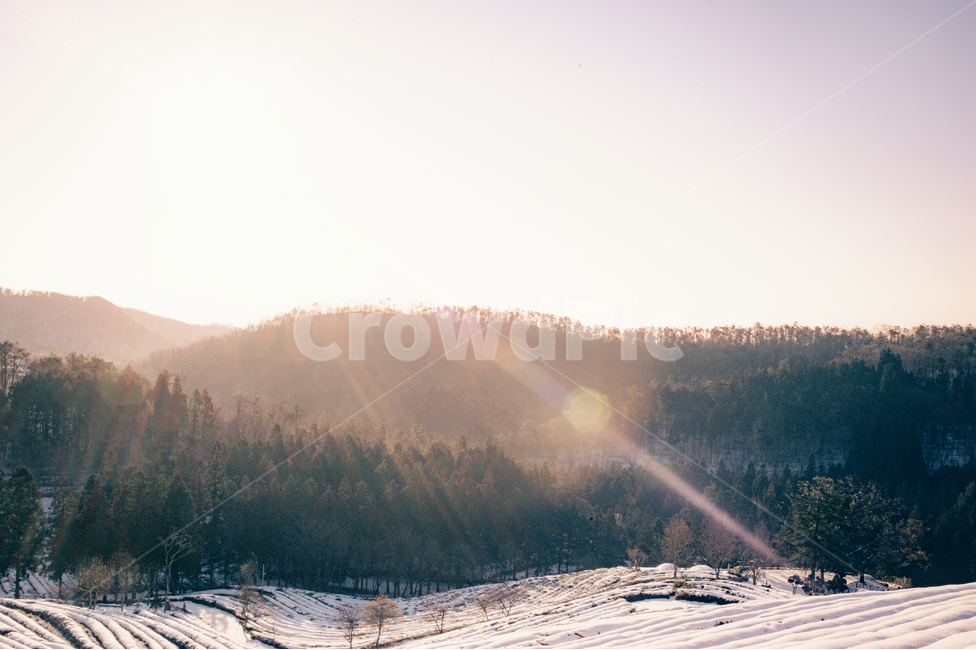 nature,자연,outdoors,옥외,plant,식물,tree,나무,fir,전나무,abies,아비,겨울,계절,winter,season