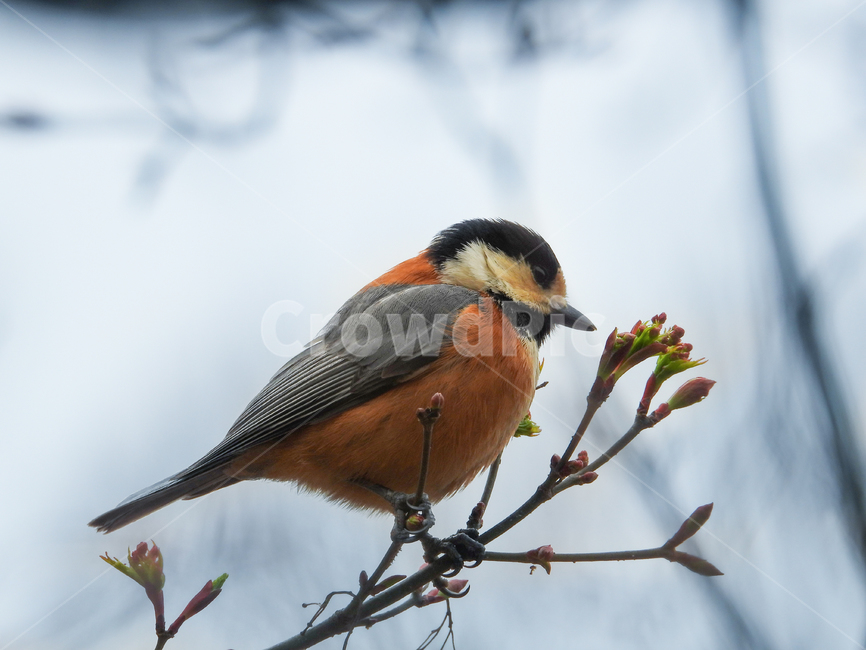 bird,새,animal,동물,곤줄박이,자연,참새목,박새과,동물,animal,조류,새,birds