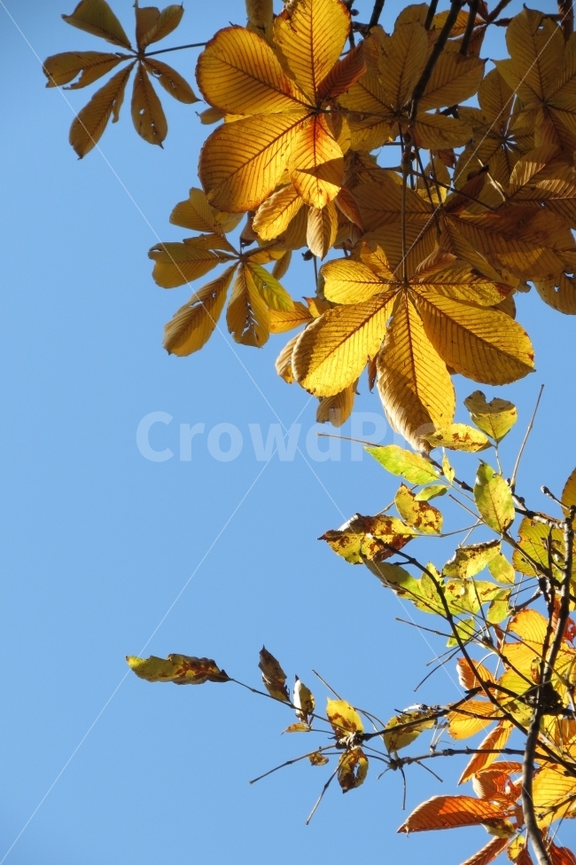 가을,단풍,나무,하늘,가을하늘,tintedautumnalleaves,tree,sky,양재시민의숲,양재천,fall,autumn,캐논SX40,CanonSX40,CanonSX40HS,가을,계절,fall,autumn,season,식물,자연,plants,nature,plant,leaf,잎,veins,정맥
