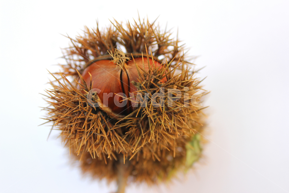 autumn,brown,bur,burr,chestnut,chestnutbur,closeup,fall,food,fruit,macro,natural,nature,nut,plant,seed,sharp,spike,갈색,브라운,밤송이,밤,클로즈업,가을,열매,음식,자연,식물,뾰족한,가시,가을,계절,fall,autumn,season,음식,식재료,요리,food,cook,meal,dishes,food reserves,과일,열매,fruit,누끼,remove background