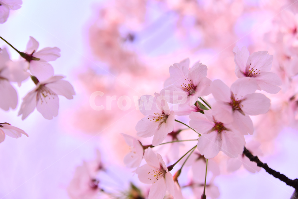 벚꽃,봄꽃,봄배경,분홍색꽃,핑크색,나무꽃,시즌,계절,배경,cherryblossom,체리블러썸,바탕,백그라운드,야외,옥외,아웃도어,blossom,꽃,flower,식물,plant,springflowers,접사,마크로,근접촬영,클로즈업