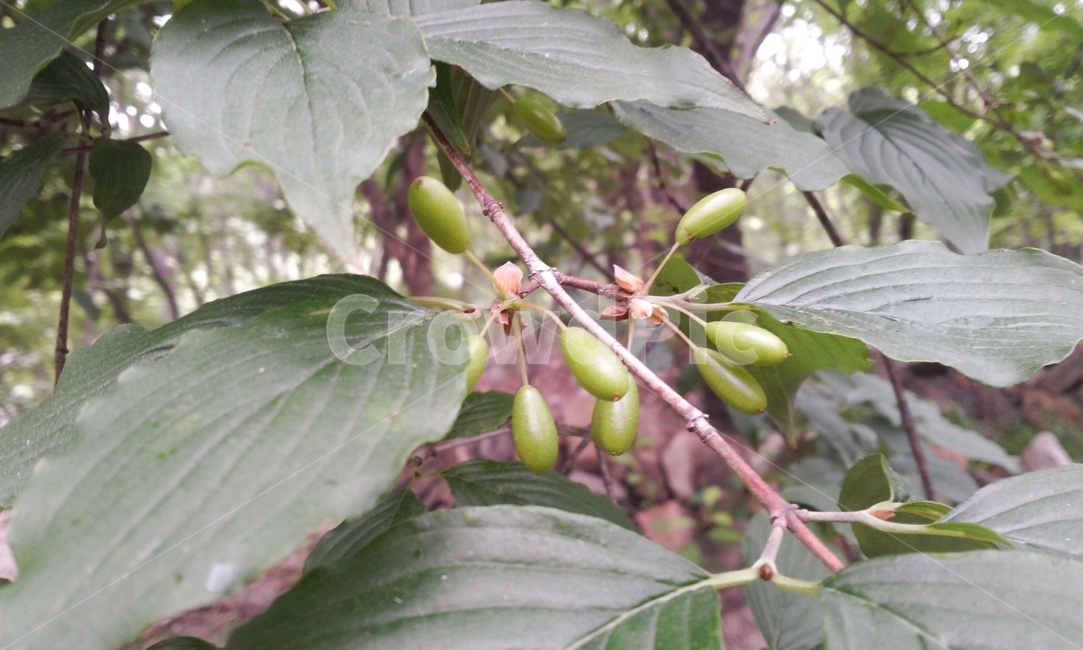 산수유,산수,수유,녹색열매,약열매