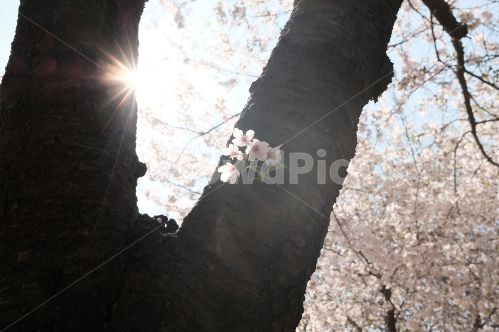 꽃,벚꽃,햇빛,나무,빛,light,식물,plant,flower,blossom,tree,cherryblossom