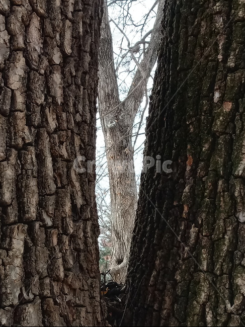 나무,식물,plant,tree,treetrunk,나무줄기,자연,큰나무,식물,자연,plants,nature,나무,trees,wood