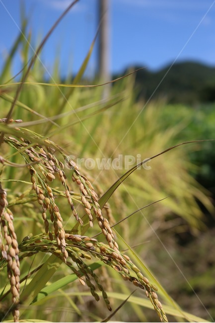 벼,쌀,논,노랑,초록,가을,rice,ine,gome,aricepaddy,den,yellow,kiiro,green,midori,fall,aki,햇빛,그림자,sunlight,hizashi,shadow,kage,하늘,산,나무,식물,sky,sora,mountain,yama,tree,ki,plants,shokubutsu,가을,계절,fall,autumn,season,식물,자연,plants,nature,곡류,곡식,cereals,산업,industry,industrial,농업,농사,agriculture,farming,farming industry,vegetation,초목,plant