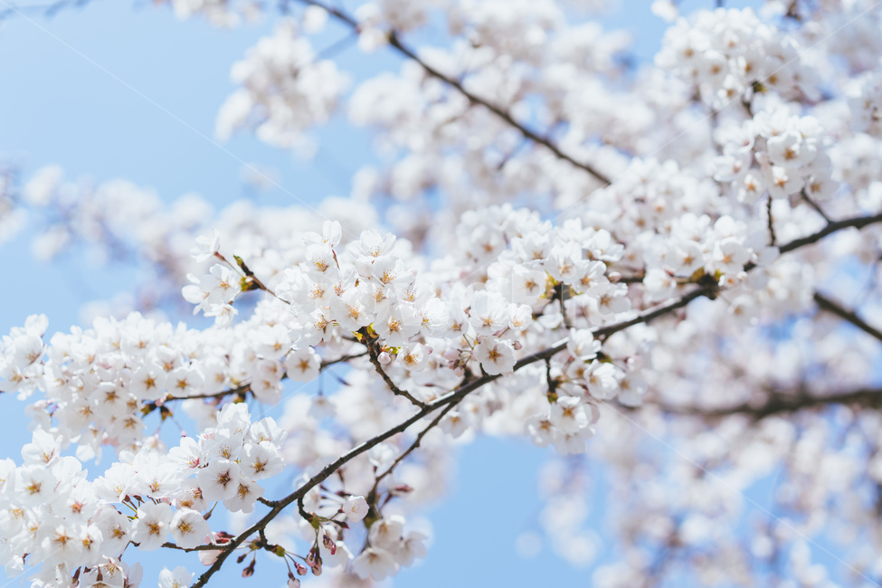 봄,spring,벚꽃,꽃,blossom,cheeryblossom,자연,식물,nature,하얀꽃,맑은,하늘,봄꽃,flower,봄,계절,spring,season