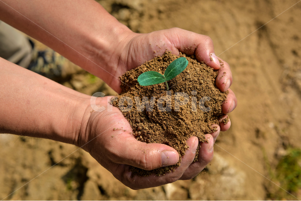 인간,human,손,새싹,씨드,seeds,성장,growing,soil,흙,사람,person,hand,상토,원예,식물,자연,plants,nature