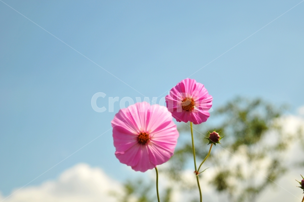코스모스,가을,꽃,감성,낭만,식물,자연,plants,nature,꽃,flower