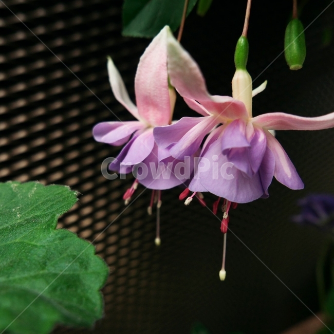 꽃,예쁜꽃,꽃사진,flower,flowerphoto,식물,자연,plants,nature,꽃,flower