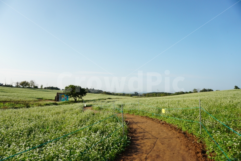 메밀밭,가을,메밀,하늘,감성,자연,풍경,nature,landscape,한국자연풍경,한국자연경관,korea nature landscape,dirt road,흙길,gravel,자갈,road,도로,field,들