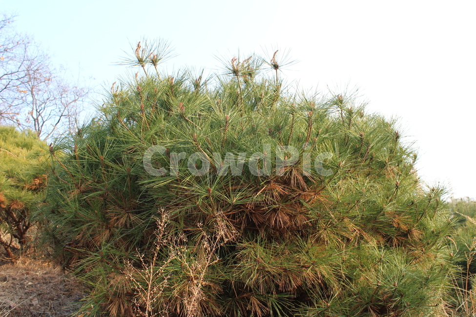 소나무,솔잎,pine,pinetree,tree