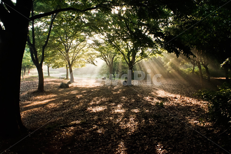 햇살,아침,나무,공원,빛,안개,자연,풍경,nature,landscape,식물,plants,나무,trees,wood,휴식,힐링,rest,relaxation,healing,light,flare,플레어,tree,plant,sunlight,햇빛,tree trunk,나무 줄기