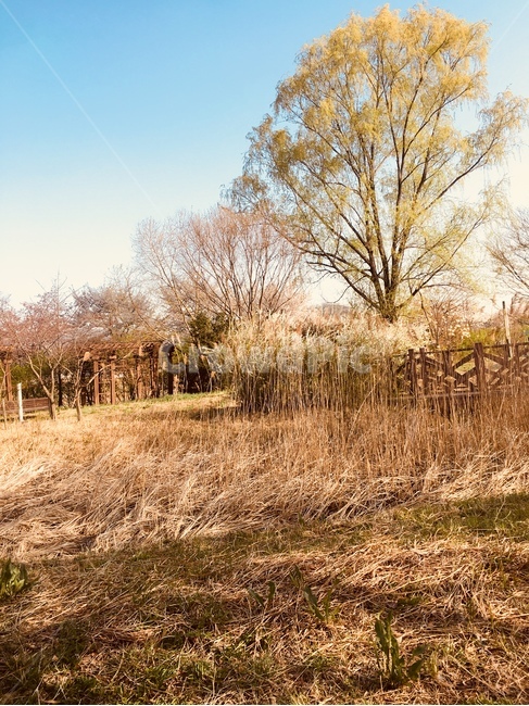 자연,tree,식물,잔디,grass,배경