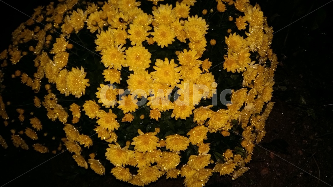 들국화,들꽃,야초,야화,노란꽃,식물,자연,plants,nature,꽃,flower