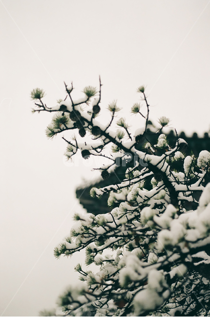 소나무,눈,겨울,자연,산,겨울,계절,winter,season