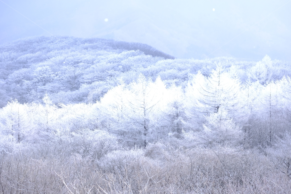 상고대,눈꽃,눈,겨울산,겨울눈꽃,겨울,계절,winter,season,자연,풍경,nature,landscape