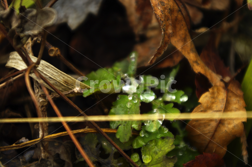 낙엽,물방울,잎,자연,식물,식물,자연,plants,nature