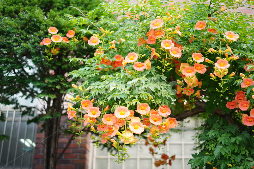 꽃,능소화,색감,컬러,식물,생물,플라워,flower,주황,생명