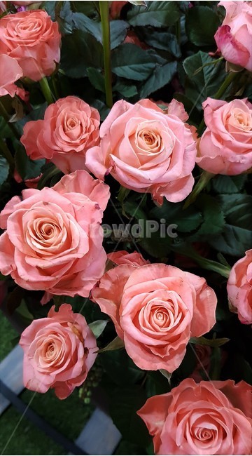 분홍색,장미,분홍장미,꽃,초여름,낭만,로맨틱,연인,사랑,고백,자연,pink,rose,pinkrose,flower,summer,romance,romantic,lover,couple,love,nature,꽃,flower