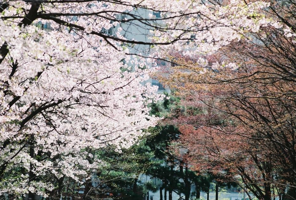 필름사진,감성사진,벚꽃,벚꽃사진,봄,필름카메라,배경화면,꽃,봄꽃,자연,꽃잎,film,filmcamera,sakura,cherryblossom,flower,floral,flora,petal,white,nature,natural,beauty,beautiful,background,seasonbackground,spring,springbackground,plant,tree,자연,풍경,nature,landscape,봄,계절,spring,season,감성,sensible,feeling,식물,blossom
