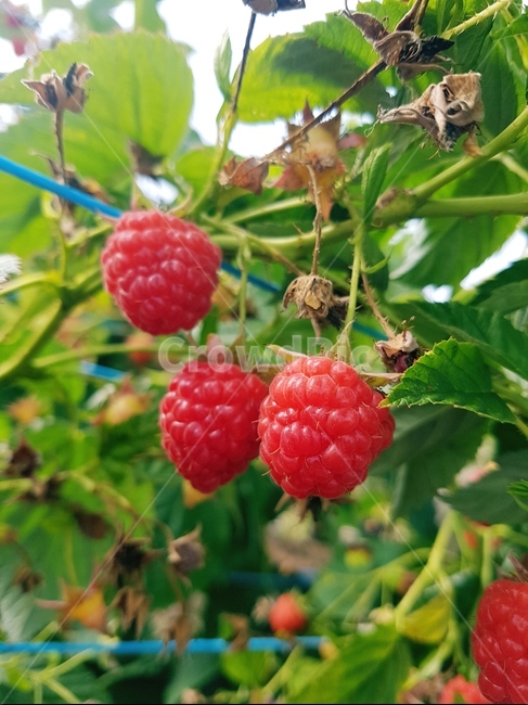 food,음식,raspberry,산딸기,plant,식물,fruit,과일,과일,열매,fruit