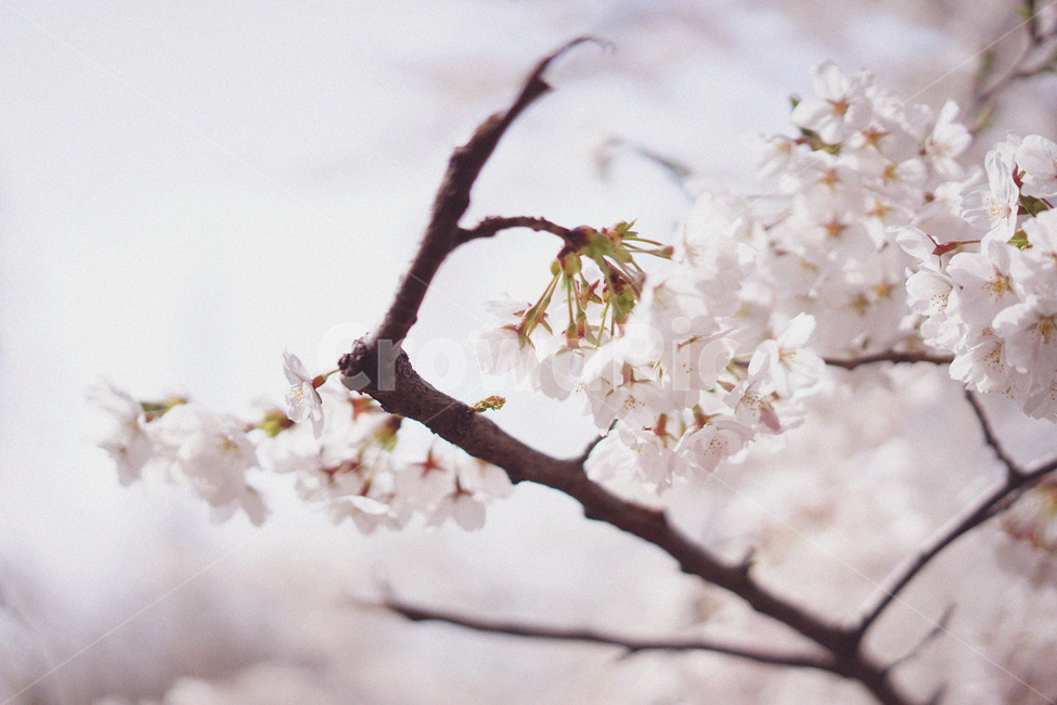 벚꽃,사쿠라,봄꽃,봄,spring,cherryblossom,봄,계절,spring,season,식물,자연,plants,nature,꽃,flower,plant,blossom,cherry blossom