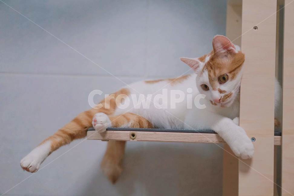 cat,고양이,pet,반려동물,애완동물,동물,animal,포유류,mammal,고양이,cat,kitten,kitty