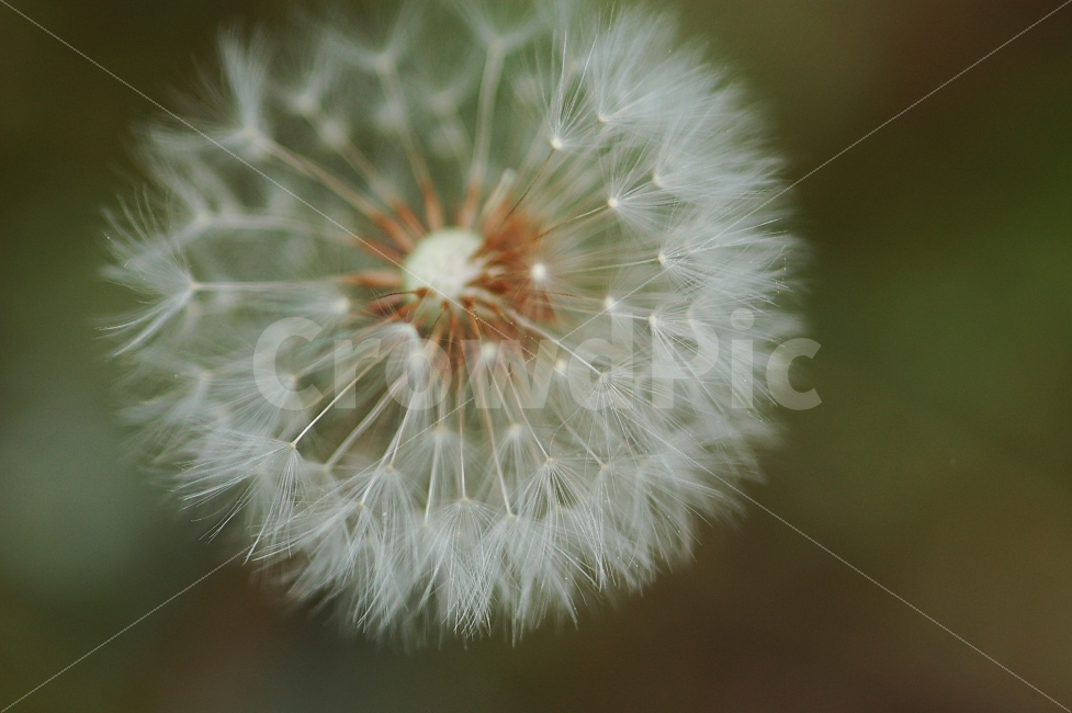민들레,홀씨,꽃,접사사진,flower,Macro,식물,자연,plants,nature,꽃,flower