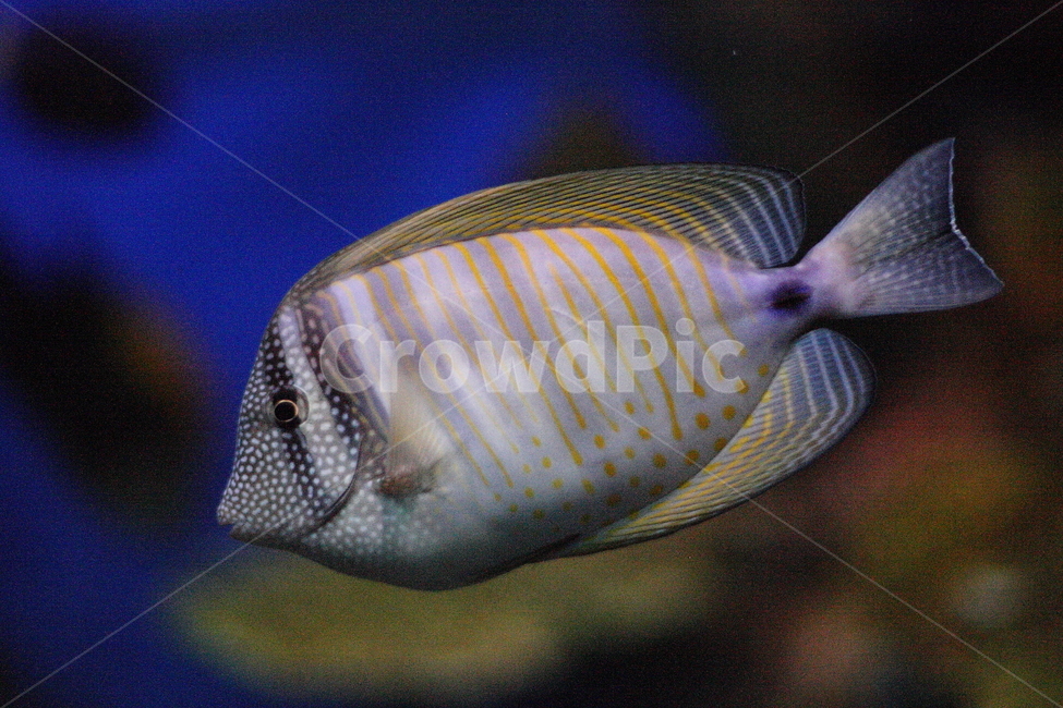물고기,수족관,수중생물,아쿠아리움,aquarium,fish,동물,animal,어류,물고기,fish