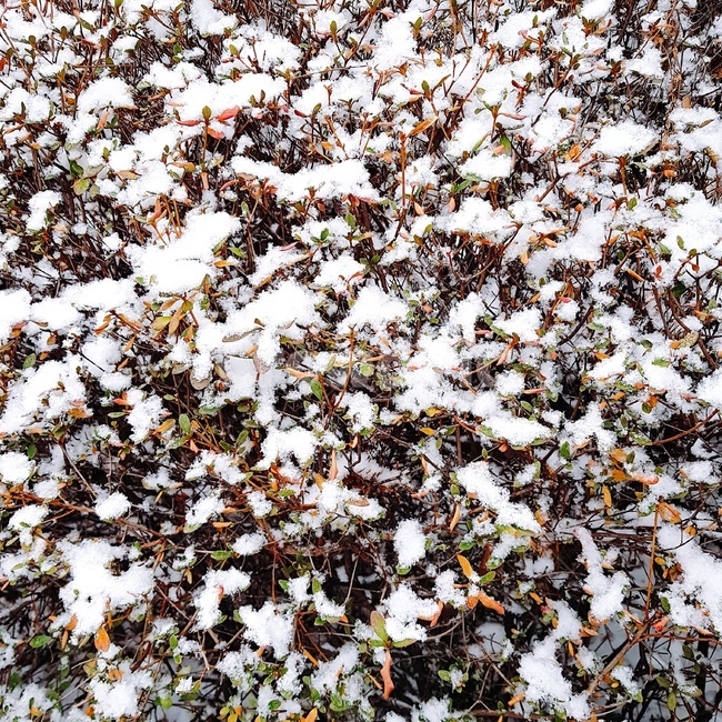 눈,나뭇잎,하얀눈,winter,snow