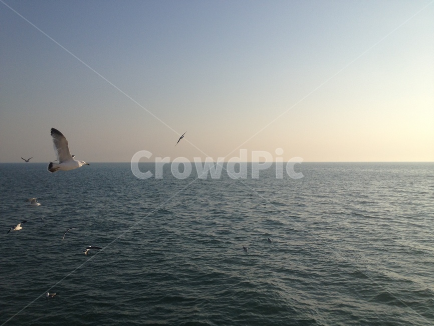 바다,갈매기,새,bird,sea,태양,sun,빛,light,animal,동물,비상,비행,fly,수평선