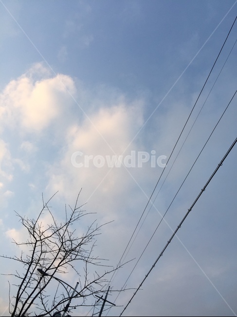 구름,나무,새,자연,nature,sky,cloud,bird,전깃줄