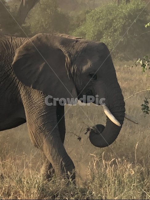 포유류,코끼리,동물,야생동물,자연,animal,elephant,동물,animal,포유류,mammal