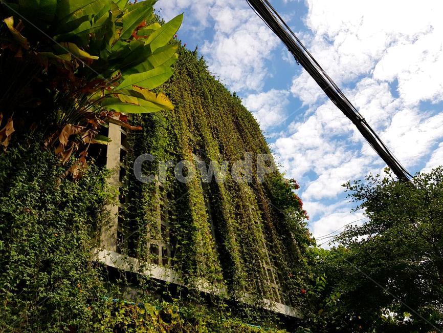 캄보디아,세계,조화,열대,cambodia,world,building,botanic,harmony,tropical,동남아,southeastasia,아시아,asia,건물,식물,건축물,건물외관,exterior,building,structure,architecture,construction