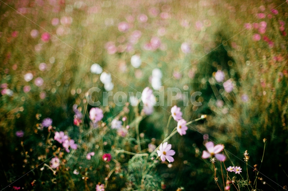 코스모스,가을,감성사진,빈티지,꽃,필름사진,보케,가을,계절,fall,autumn,season,식물,자연,plants,nature,꽃,flower,감성,sensible,feeling,geranium,제라늄,blossom,plant,petal,꽃잎