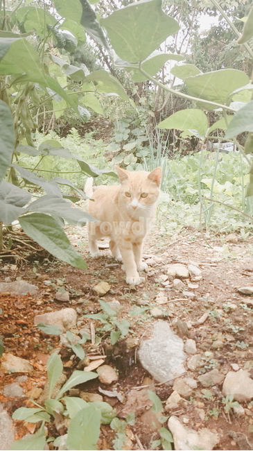 고양이,시골,자연,아기고양이,갈색고양이,동물,animal,포유류,mammal,고양이,cat,kitten,kitty