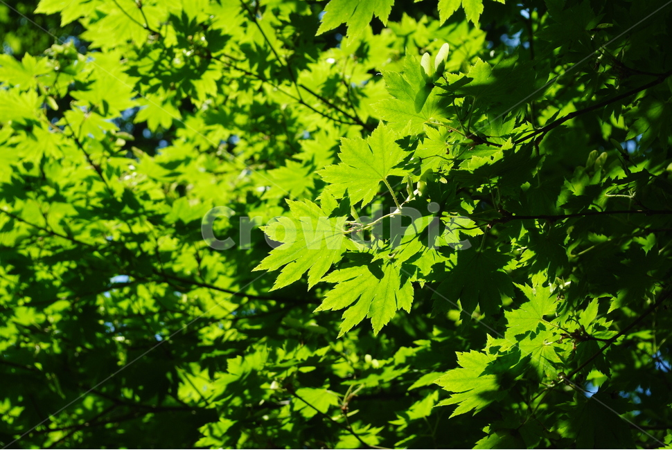 단풍,단풍나무,자연,초록,푸른,당단풍,햇살,잎,단풍나무과,식물,자연,plants,nature