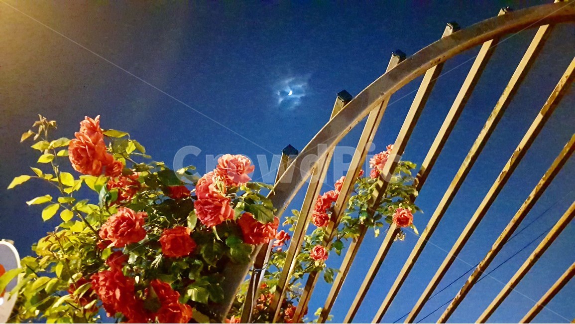장미,밤,클로즈업,달,창살,야경,밤,풍경,nightscape,night,landscape,식물,자연,plants,nature,꽃,flower,plant,blossom,geranium,제라늄