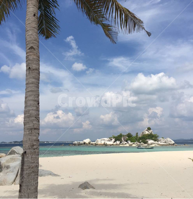 야자수,해변,섬,바다,휴가,해변,바다,beach,sea