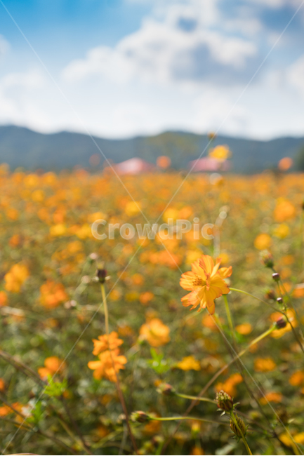 자연,풍경,꽃,꽃밭,식물,flower,가을,계절,fall,autumn,season,식물,자연,plants,nature,꽃,flower,plant