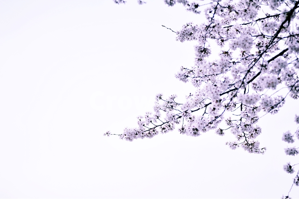 벚꽃,벚나무,사쿠라,봄꽃,봄,계절,식물,장미과,순결,절세미인,번영,봄,계절,spring,season,식물,자연,plants,nature,꽃,flower,감성,sensible,feeling,plant,blossom