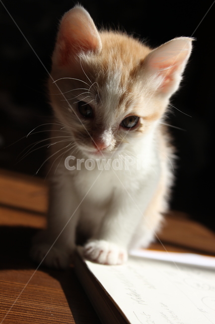 cat,고양이,animal,동물,pet,애완동물,아기고양이,동물,animal,포유류,mammal,고양이,cat,kitten,kitty