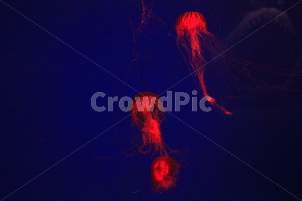 수족관,물고기,동물,해양,생물,심해,바다,sealife,해파리,invertebrate,jellyfish,무척추동물,swimming,aquarium,동물,animal